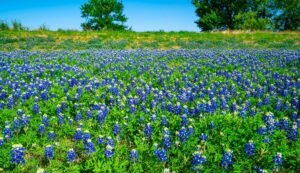Plumbing Services in Manor, TX - bluebonnets